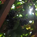 Nikoleta's 드리오스